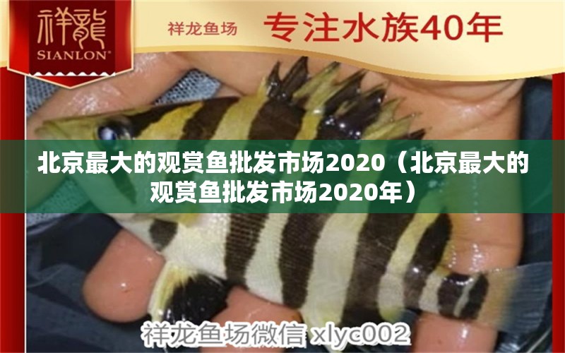 北京最大的觀賞魚批發(fā)市場2020（北京最大的觀賞魚批發(fā)市場2020年） 觀賞魚批發(fā)