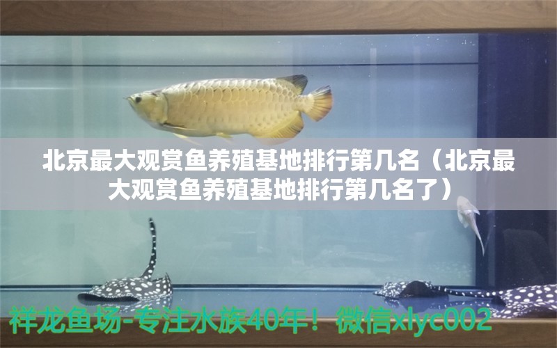 北京最大觀賞魚(yú)養(yǎng)殖基地排行第幾名（北京最大觀賞魚(yú)養(yǎng)殖基地排行第幾名了）