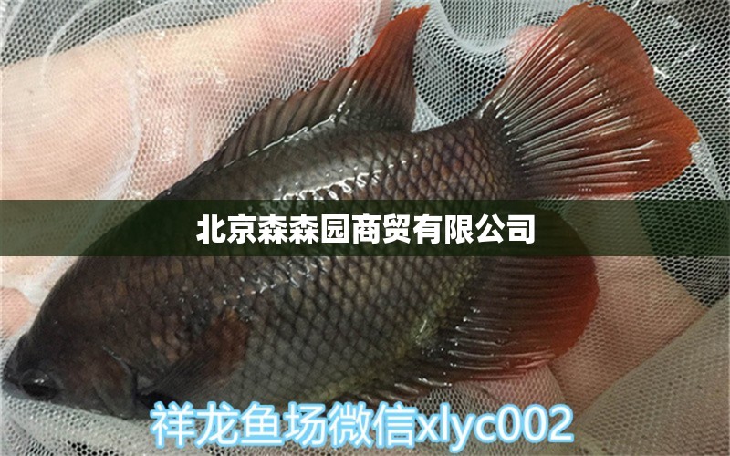 北京森森園商貿(mào)有限公司 森森魚缸