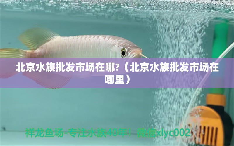 北京水族批發(fā)市場在哪?（北京水族批發(fā)市場在哪里） 觀賞魚水族批發(fā)市場