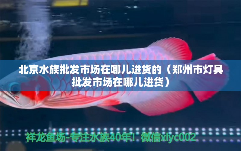 北京水族批發(fā)市場(chǎng)在哪兒進(jìn)貨的（鄭州市燈具批發(fā)市場(chǎng)在哪兒進(jìn)貨） 觀賞魚水族批發(fā)市場(chǎng)