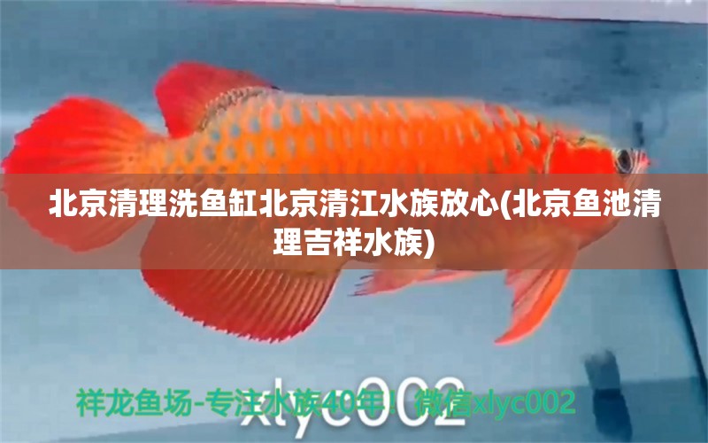 北京清理洗魚缸北京清江水族放心(北京魚池清理吉祥水族) 水族世界