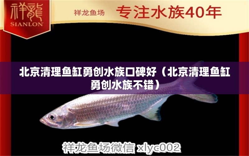 北京清理魚缸勇創(chuàng)水族口碑好（北京清理魚缸勇創(chuàng)水族不錯）