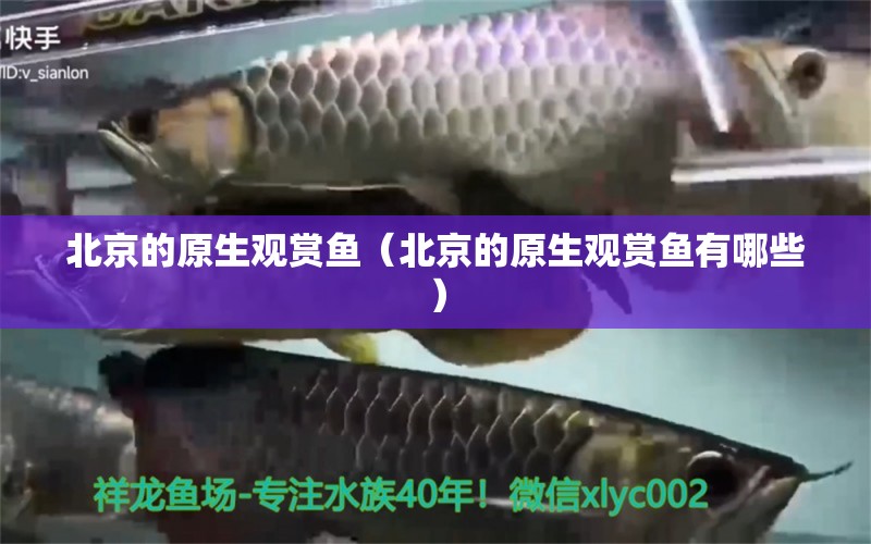 北京的原生觀賞魚(yú)（北京的原生觀賞魚(yú)有哪些）