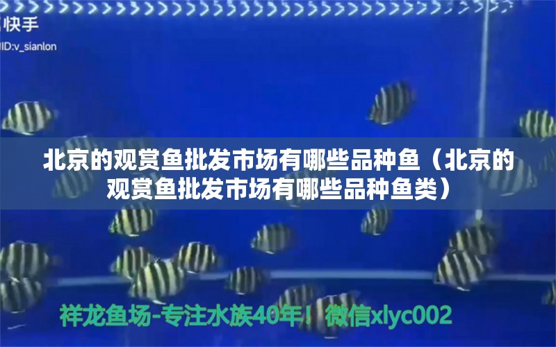 北京的觀賞魚批發(fā)市場有哪些品種魚（北京的觀賞魚批發(fā)市場有哪些品種魚類）