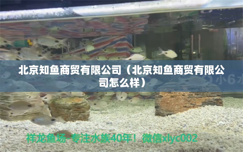 北京知魚商貿(mào)有限公司（北京知魚商貿(mào)有限公司怎么樣）