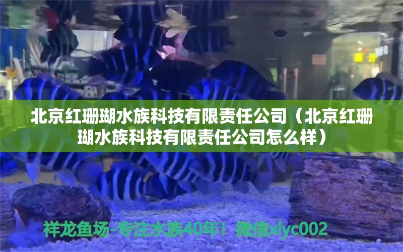 北京紅珊瑚水族科技有限責(zé)任公司（北京紅珊瑚水族科技有限責(zé)任公司怎么樣） 全國(guó)水族館企業(yè)名錄