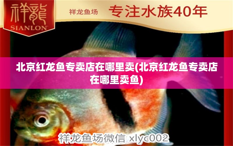 北京紅龍魚專賣店在哪里賣(北京紅龍魚專賣店在哪里賣魚) 印尼虎苗