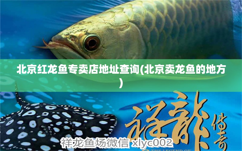 北京紅龍魚專賣店地址查詢(北京賣龍魚的地方) 魚糧魚藥