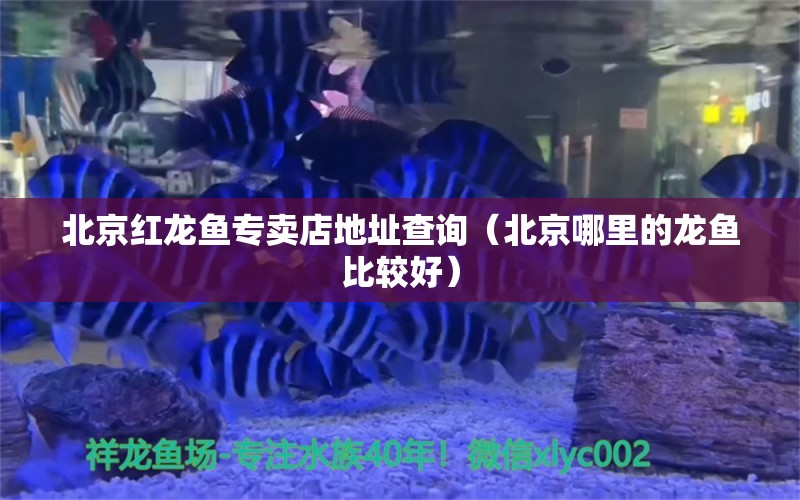 北京紅龍魚專賣店地址查詢（北京哪里的龍魚比較好） 觀賞魚批發(fā)