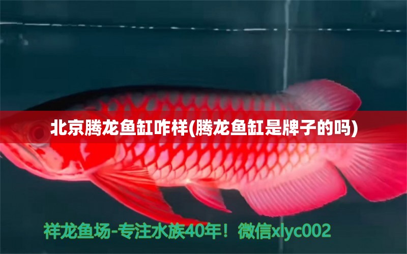 北京騰龍魚缸咋樣(騰龍魚缸是牌子的嗎) 蘇虎