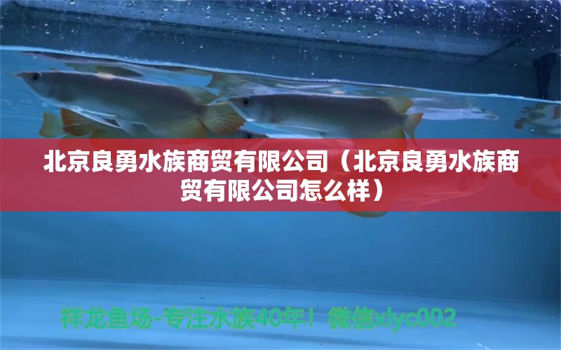 北京良勇水族商貿(mào)有限公司（北京良勇水族商貿(mào)有限公司怎么樣） 全國(guó)水族館企業(yè)名錄