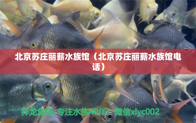 北京蘇莊麗薪水族館（北京蘇莊麗薪水族館電話）