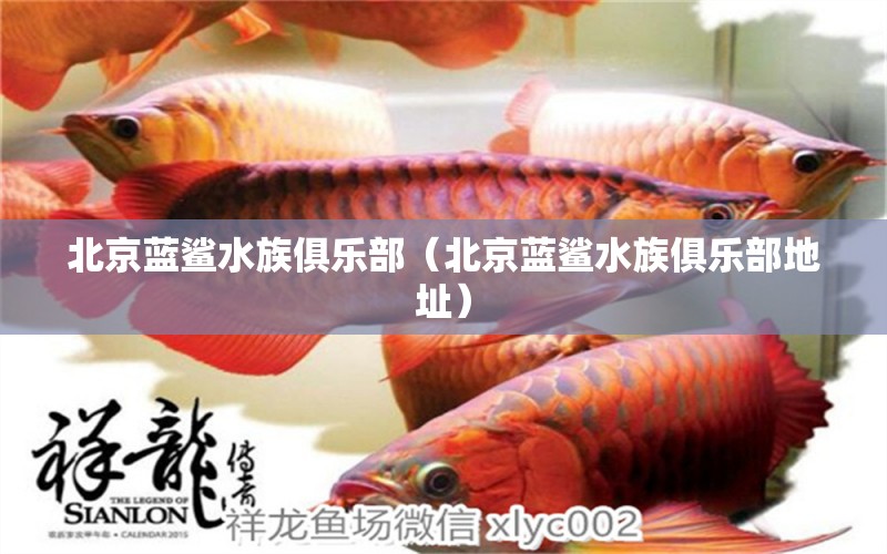 北京藍(lán)鯊水族俱樂(lè)部（北京藍(lán)鯊水族俱樂(lè)部地址） 全國(guó)水族館企業(yè)名錄