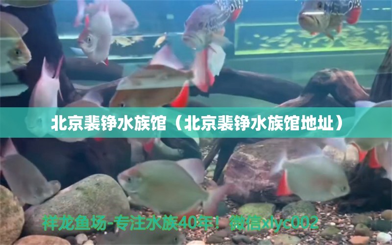 北京裴錚水族館（北京裴錚水族館地址）