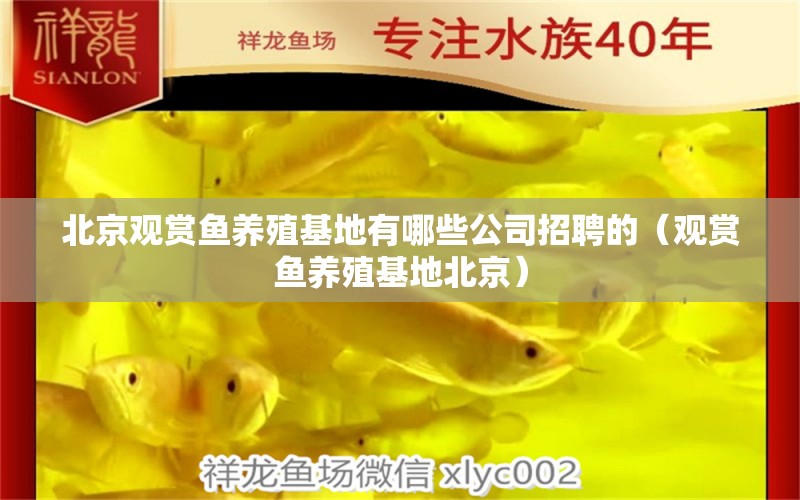 北京觀賞魚養(yǎng)殖基地有哪些公司招聘的（觀賞魚養(yǎng)殖基地北京）