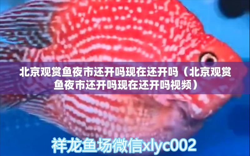 北京觀賞魚夜市還開嗎現(xiàn)在還開嗎（北京觀賞魚夜市還開嗎現(xiàn)在還開嗎視頻） 觀賞魚市場（混養(yǎng)魚）