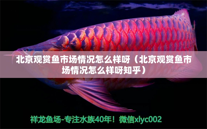 北京觀賞魚市場情況怎么樣呀（北京觀賞魚市場情況怎么樣呀知乎）