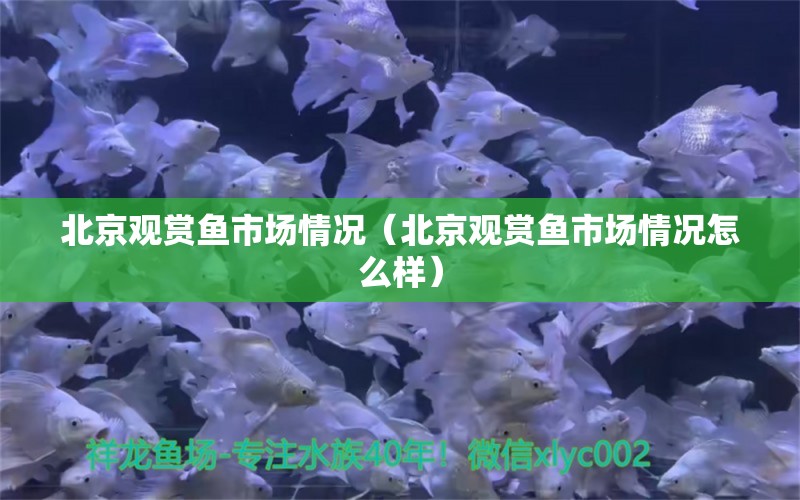 北京觀賞魚市場情況（北京觀賞魚市場情況怎么樣）