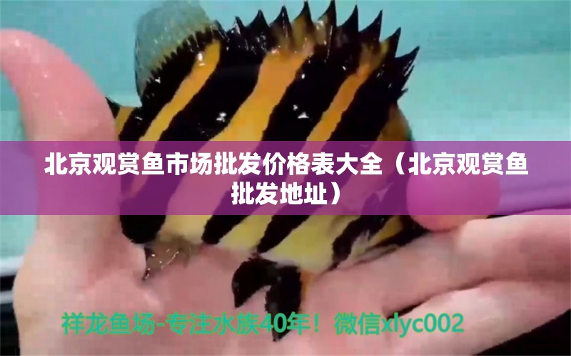 北京觀賞魚市場(chǎng)批發(fā)價(jià)格表大全（北京觀賞魚批發(fā)地址）