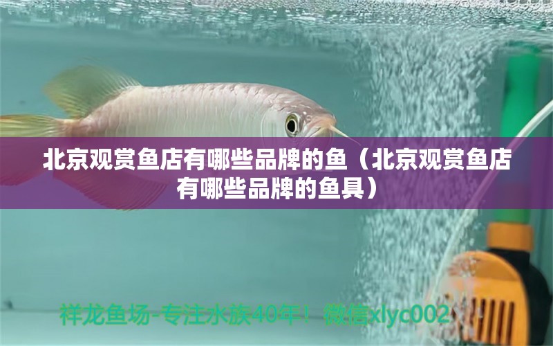 北京觀賞魚店有哪些品牌的魚（北京觀賞魚店有哪些品牌的魚具）