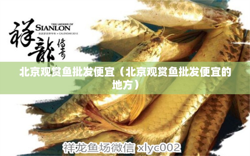 北京觀賞魚(yú)批發(fā)便宜（北京觀賞魚(yú)批發(fā)便宜的地方）