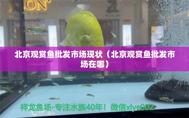 北京觀賞魚批發(fā)市場現(xiàn)狀（北京觀賞魚批發(fā)市場在哪）