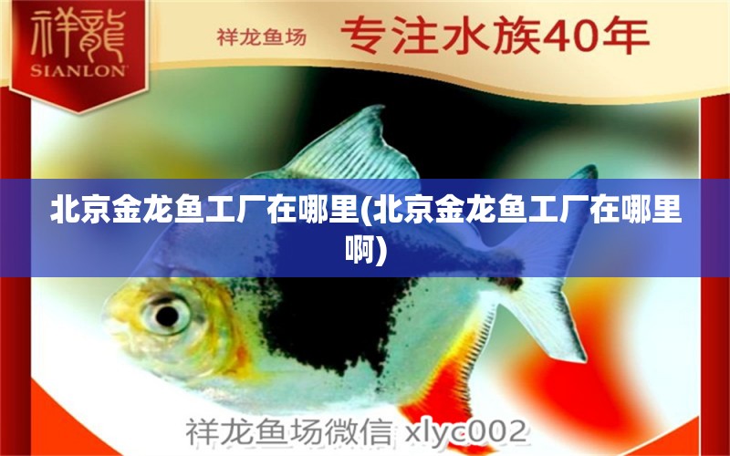 北京金龍魚工廠在哪里(北京金龍魚工廠在哪里啊) 銀龍魚苗