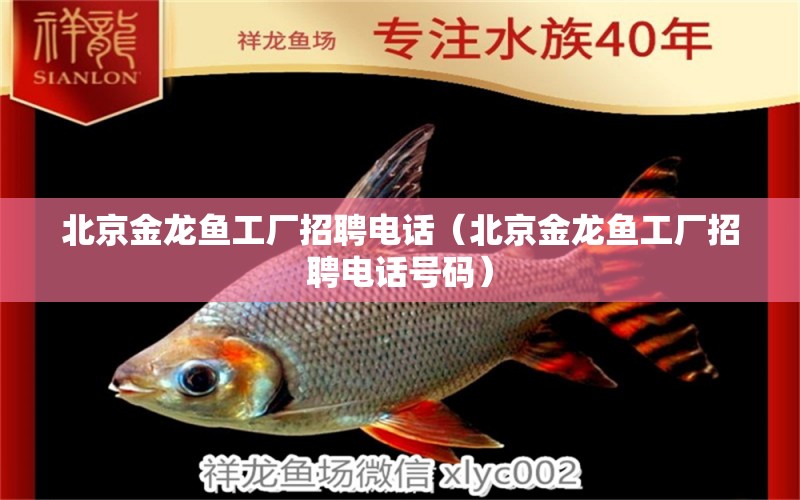 北京金龍魚工廠招聘電話（北京金龍魚工廠招聘電話號碼）