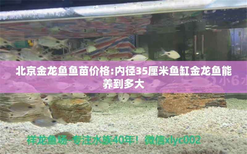 北京金龍魚魚苗價(jià)格:內(nèi)徑35厘米魚缸金龍魚能養(yǎng)到多大