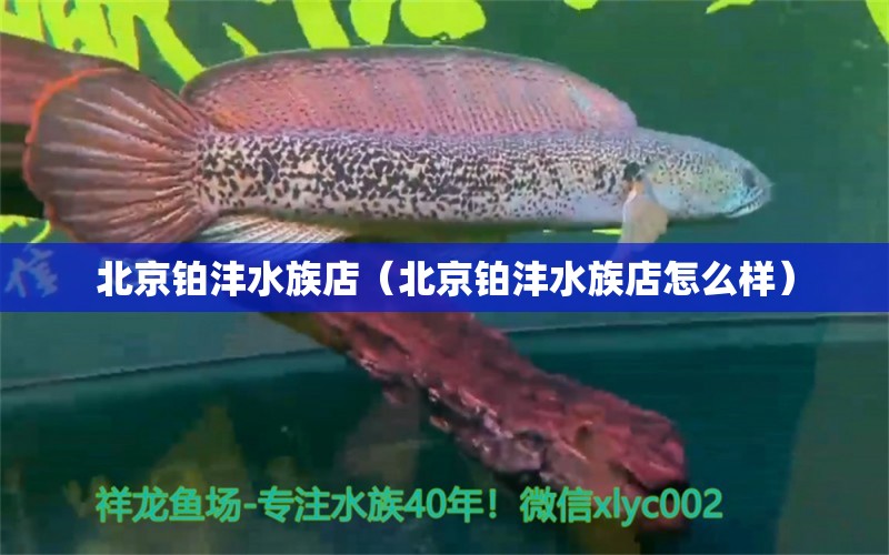 北京鉑灃水族店（北京鉑灃水族店怎么樣）