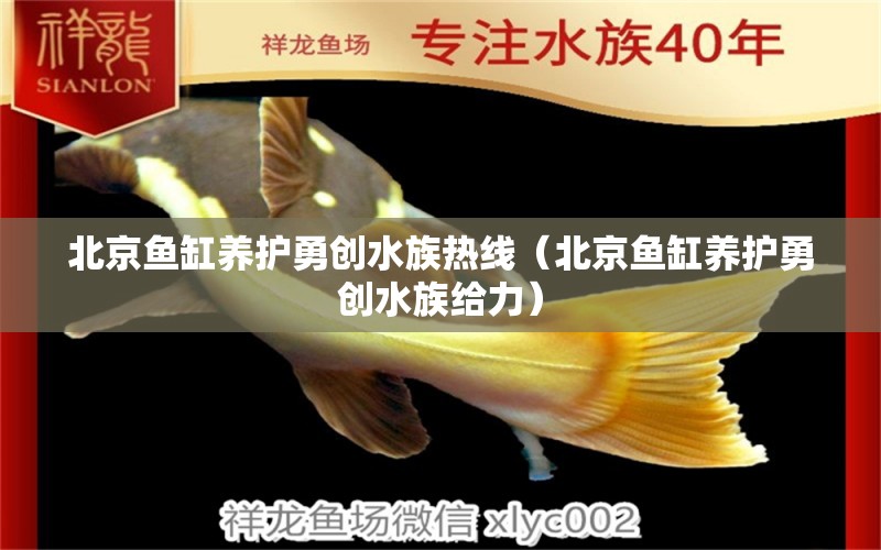 北京魚缸養(yǎng)護(hù)勇創(chuàng)水族熱線（北京魚缸養(yǎng)護(hù)勇創(chuàng)水族給力）