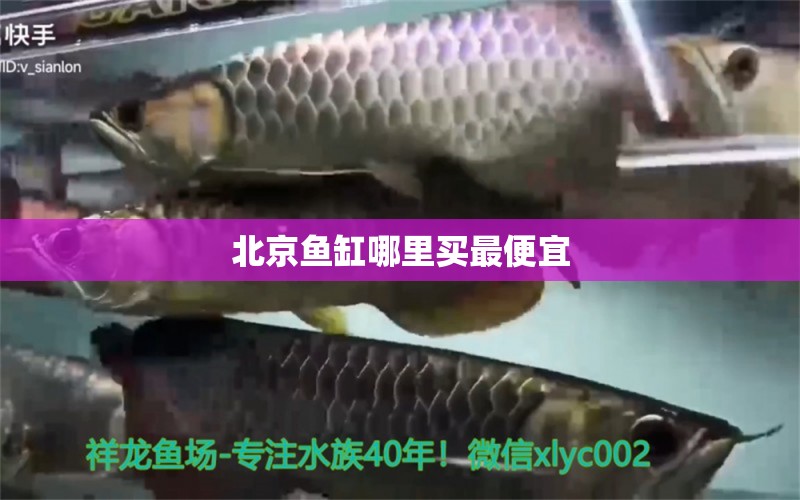 北京魚缸哪里買最便宜