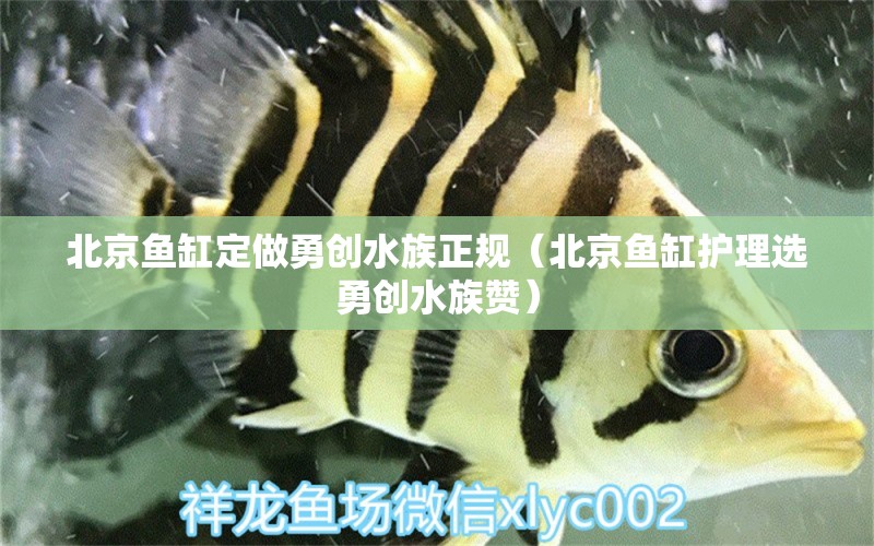 北京魚缸定做勇創(chuàng)水族正規(guī)（北京魚缸護理選勇創(chuàng)水族贊）