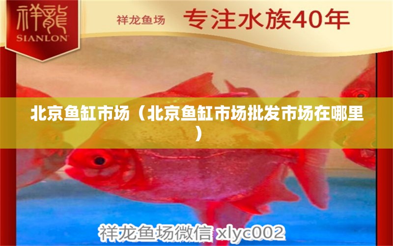 北京魚缸市場（北京魚缸市場批發(fā)市場在哪里） 其他品牌魚缸