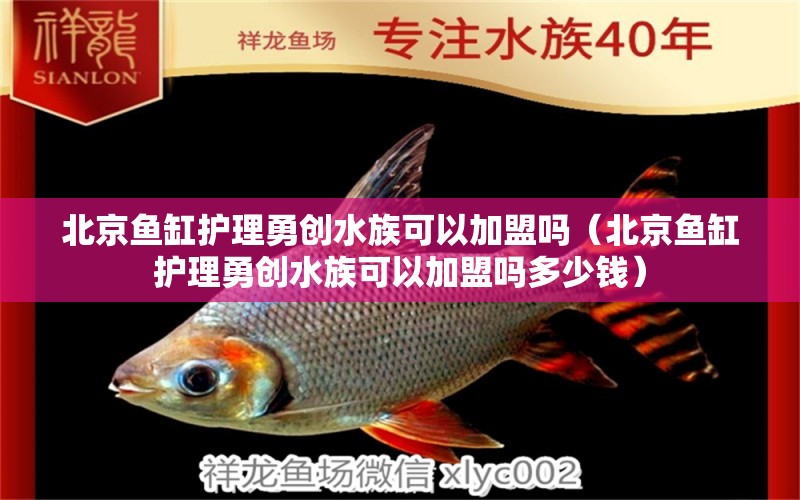 北京魚缸護(hù)理勇創(chuàng)水族可以加盟嗎（北京魚缸護(hù)理勇創(chuàng)水族可以加盟嗎多少錢）