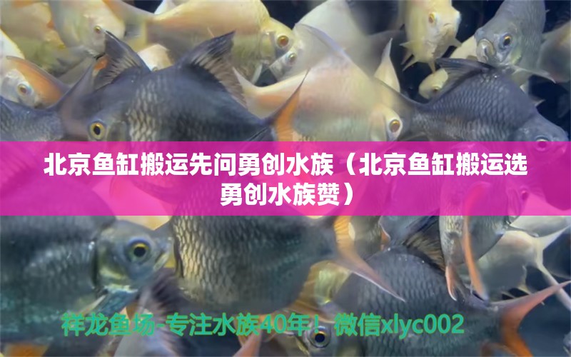 北京魚缸搬運(yùn)先問勇創(chuàng)水族（北京魚缸搬運(yùn)選勇創(chuàng)水族贊）