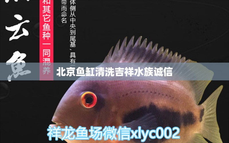 北京魚缸清洗吉祥水族誠信