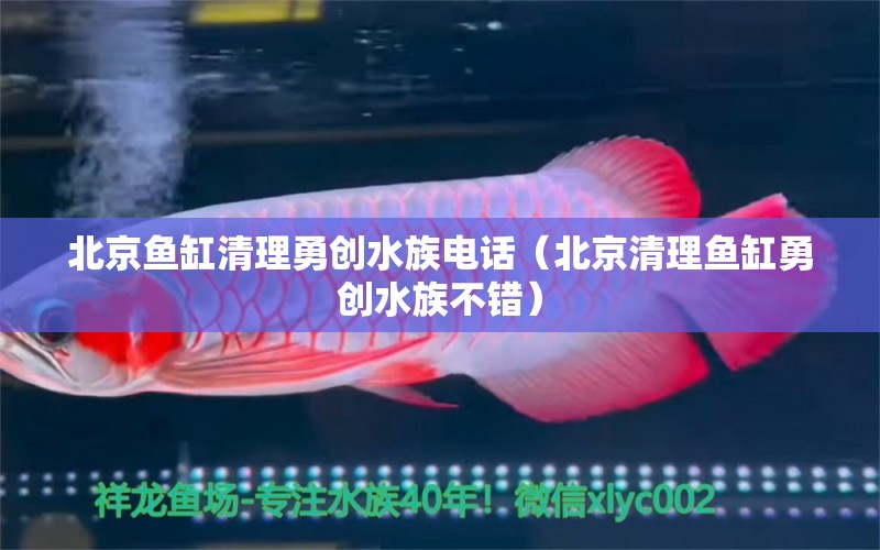 北京魚缸清理勇創(chuàng)水族電話（北京清理魚缸勇創(chuàng)水族不錯(cuò)）