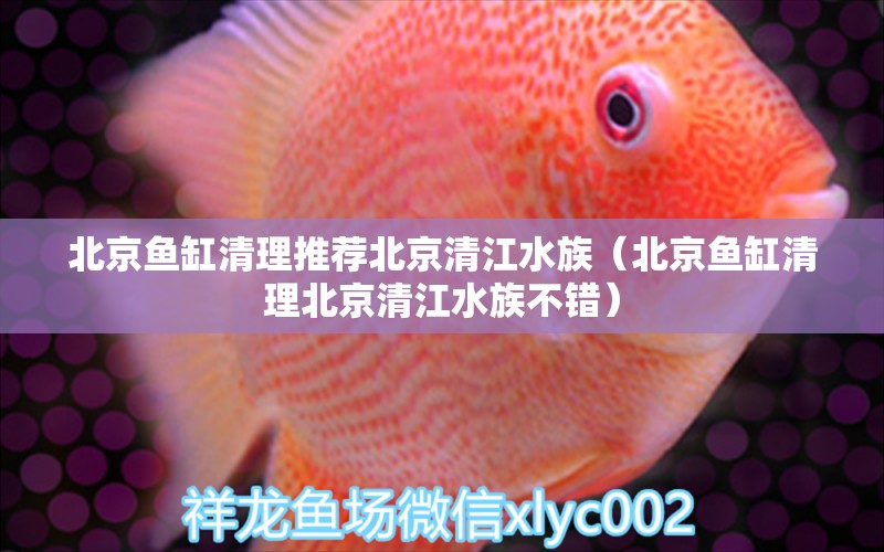 北京魚缸清理推薦北京清江水族（北京魚缸清理北京清江水族不錯(cuò)）