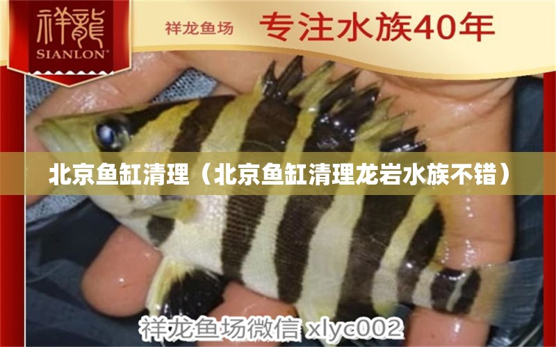 北京魚缸清理（北京魚缸清理龍巖水族不錯）