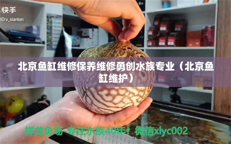 北京魚缸維修保養(yǎng)維修勇創(chuàng)水族專業(yè)（北京魚缸維護(hù)）