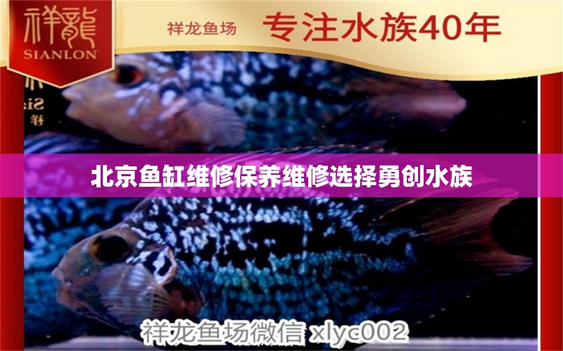 北京魚缸維修保養(yǎng)維修選擇勇創(chuàng)水族