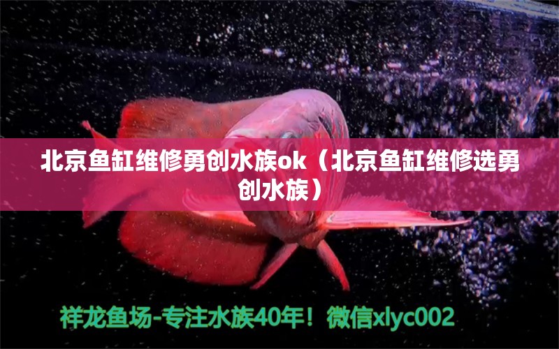 北京魚缸維修勇創(chuàng)水族ok（北京魚缸維修選勇創(chuàng)水族）