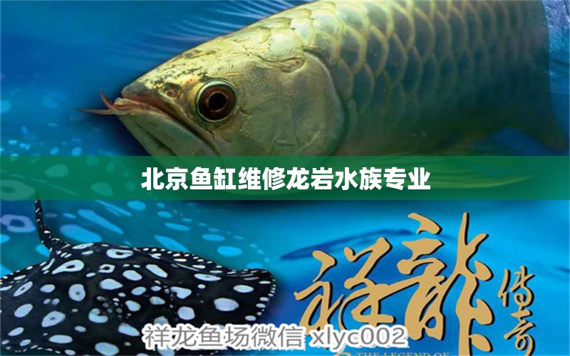 北京魚缸維修龍巖水族專業(yè)