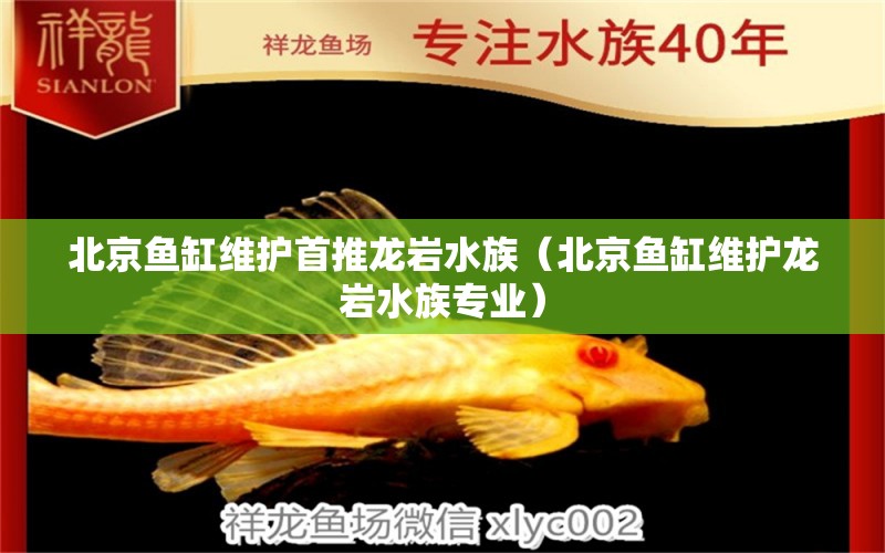 北京魚缸維護(hù)首推龍巖水族（北京魚缸維護(hù)龍巖水族專業(yè)）