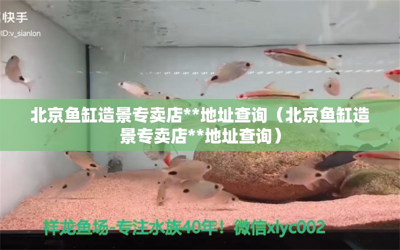 北京魚缸造景專賣店**地址查詢（北京魚缸造景專賣店**地址查詢） 祥龍水族醫(yī)院