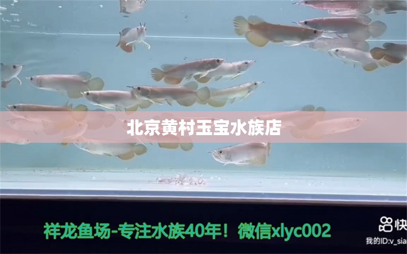 北京黃村玉寶水族店