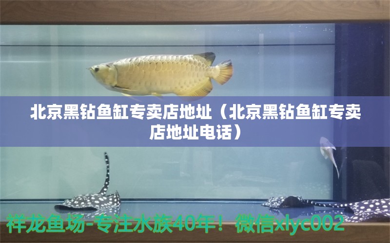 北京黑鉆魚缸專賣店地址（北京黑鉆魚缸專賣店地址電話） 祥龍水族醫(yī)院