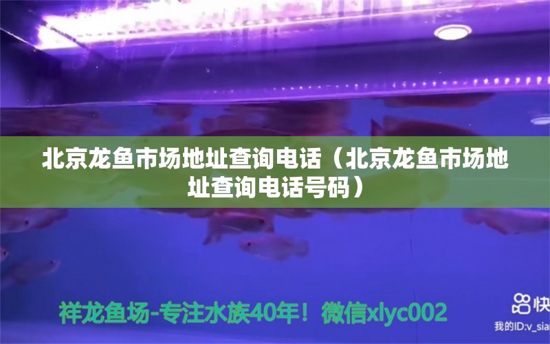 北京龍魚市場地址查詢電話（北京龍魚市場地址查詢電話號碼） 藍(lán)底過背金龍魚